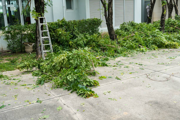 Large Tree Removal in Millville, DE